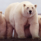 Illustration for article titled Watch the largest polar bear gathering in the world live via HD webcam